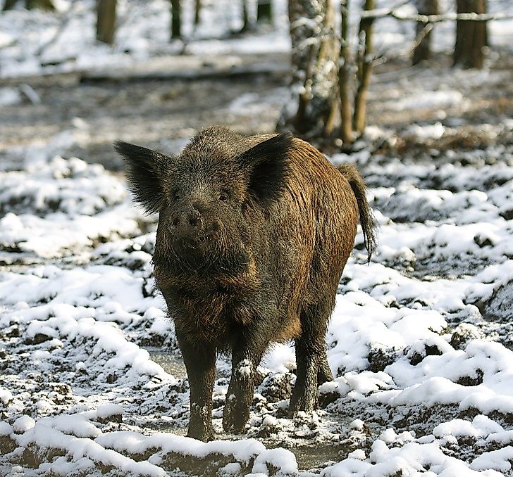 #10 Wild Boar