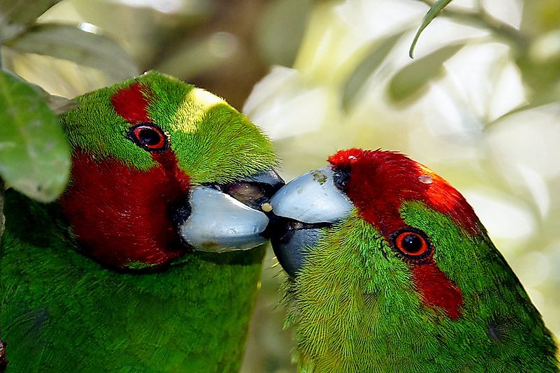 #5 Red-crowned Parakeet -