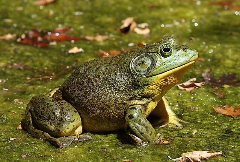 #3 Lithobates Catesbeianus