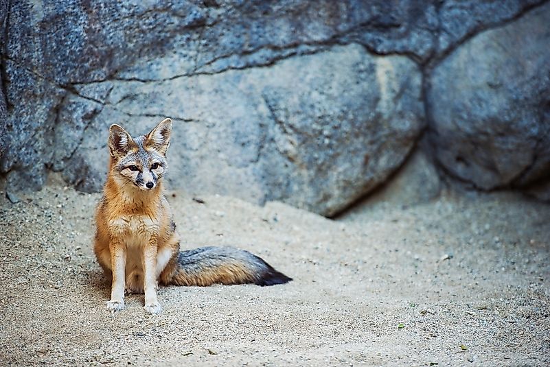 #4 Kit Fox
