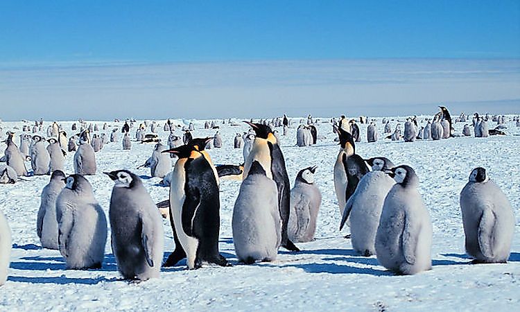 #3 Emperor penguin -