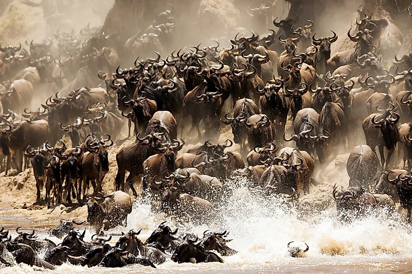 #6 Wildebeest