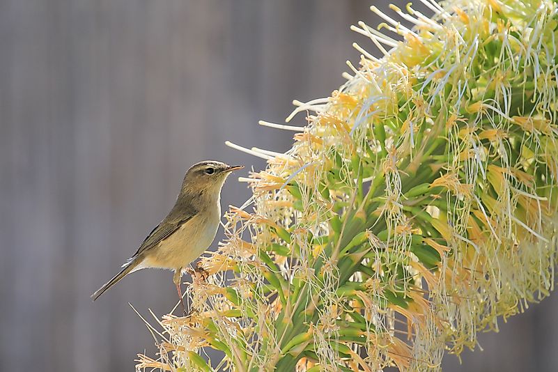 #5 Canary Islands Chiffchaff
