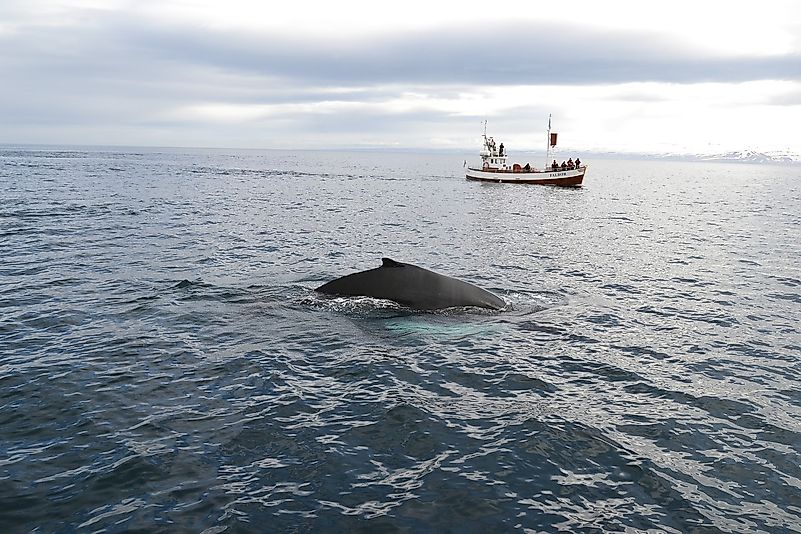 Iceland is one of the world's best whale-watching spots. Image credit: Marina888lyakun/Pixabay Iceland is one of the world's best whale-watching spots. Image credit: Marina888lyakun/Pixabay