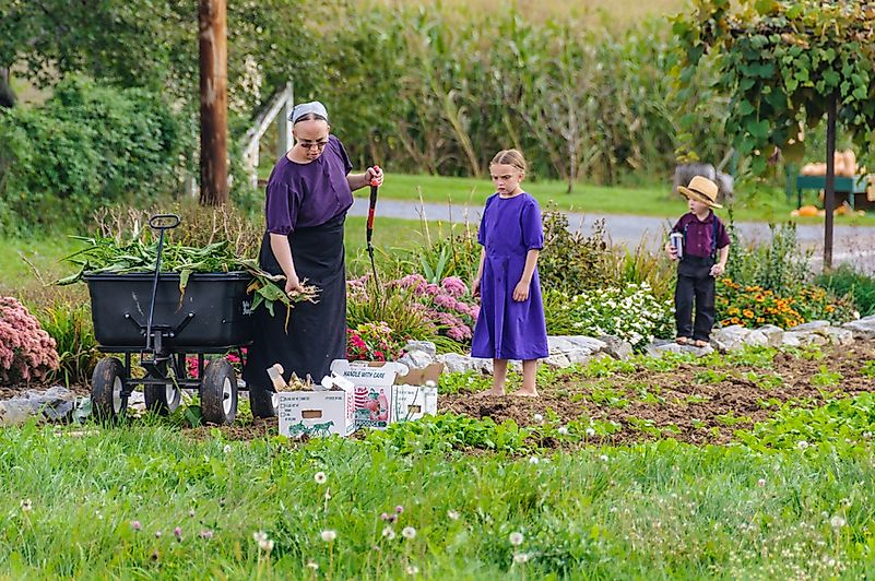 Amish family working in the garden. Credit: Gabor Kovacs Photography / Shutterstock.com