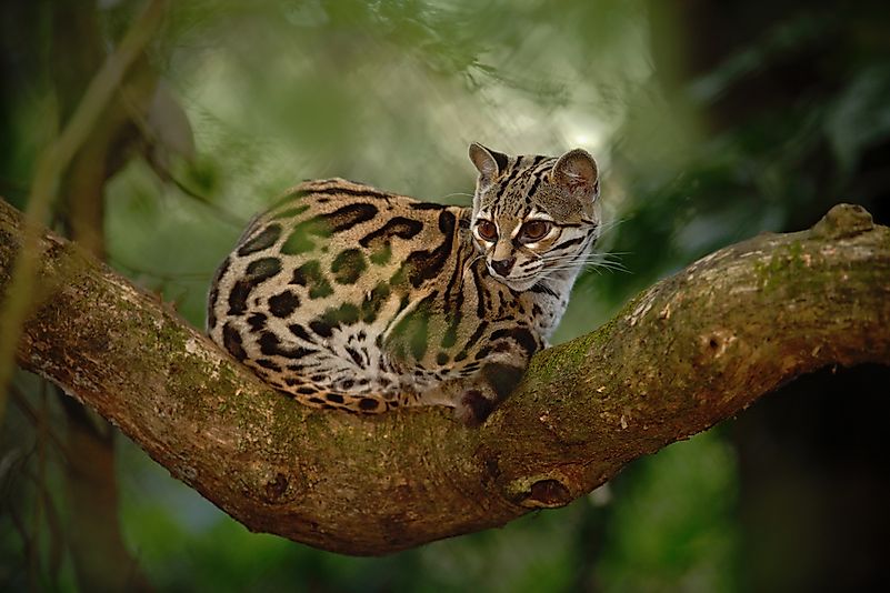 An ocelot in Costa Rica. An ocelot in Costa Rica.
