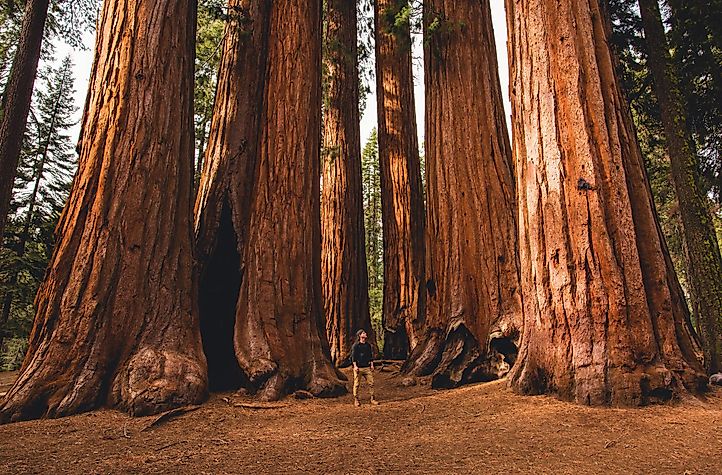 You Can Drive Through Trees In California Here S How Worldatlas - Did The Chandelier Tree Fall Down You Can Drive Through Trees In California Here S How Worldatlas - Did The Chandelier Tree Fall Down