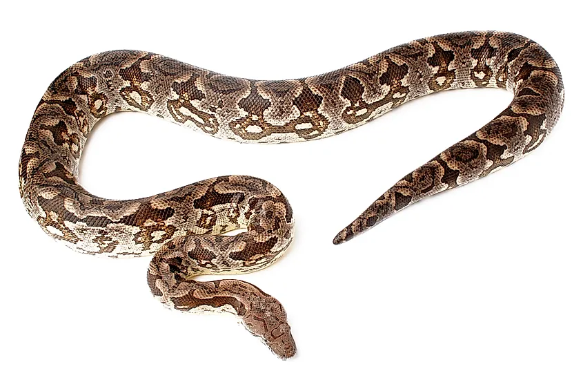 What is the biggest Snake in the world?