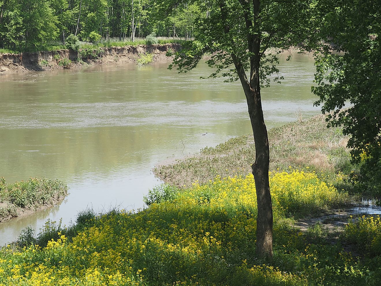 The lazy Sangamon River in historic Petersburg, IL viewed on a beautiful, sunny afternoon in May. Yellow wildflowers are in bloom along the riverbank - Abraham Lincoln traveled this river by flatboat.