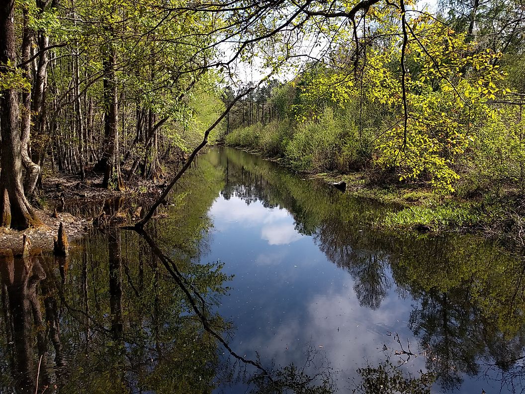 Swampy creek running through Francis Marion National Forest in the South Carolina Lowcountry.