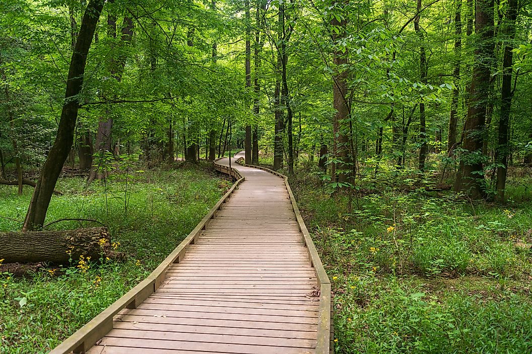 Elevated boardwalk trail winding through the old-growth floodplain forest at Congaree National Park.