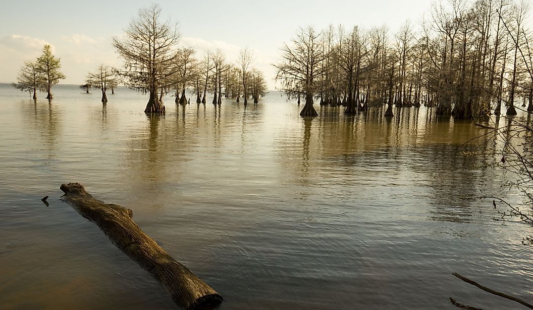 Bald cypress trees at the edge of Lake Marion in the Santee National Wildlife Refuge.