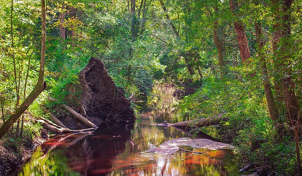 Cypress swamp and wetland habitat in the ACE Basin of the South Carolina Lowcountry.