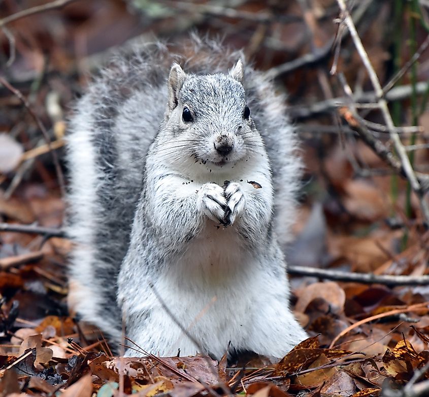 Front view of a Delmarva Fox Squirrel eating.