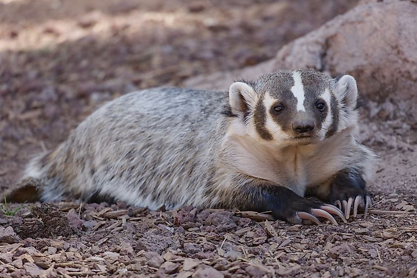 View of the claws of a sitting American Badger.