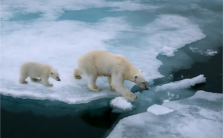 How Is The Polar Bear Adapted To Its Environment? - WorldAtlas How Is The Polar Bear Adapted To Its Environment? - WorldAtlas