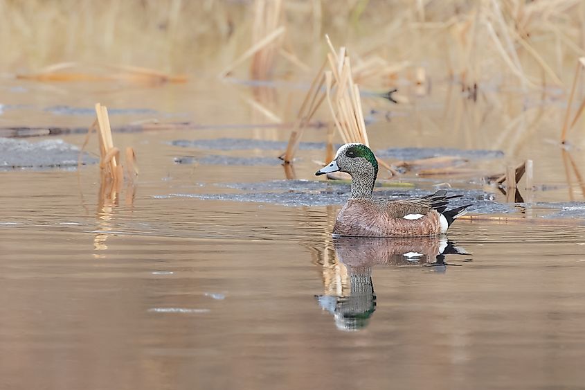 A beautiful waterfowl at a lake.