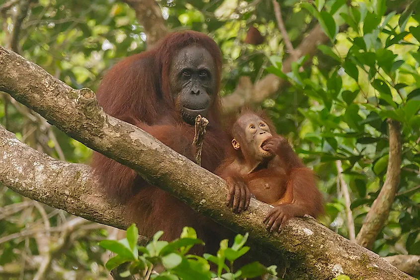 A Bornean orangutan with baby in the trees of Tanjung Puting National Park, Borneo, showing the largest arboreal mammal Pongo pygmaeus in its natural habitat.