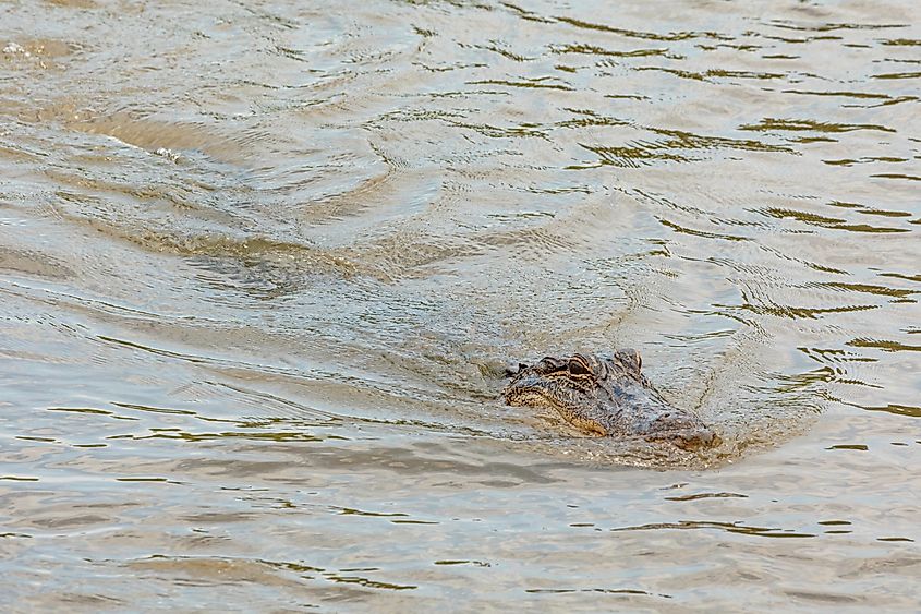 Alligator swims in Bayou Barataria. Louisiana.