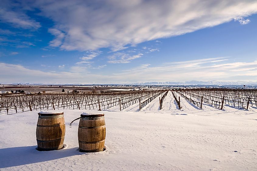 Snow on the vineyards at Zillah, Washington.