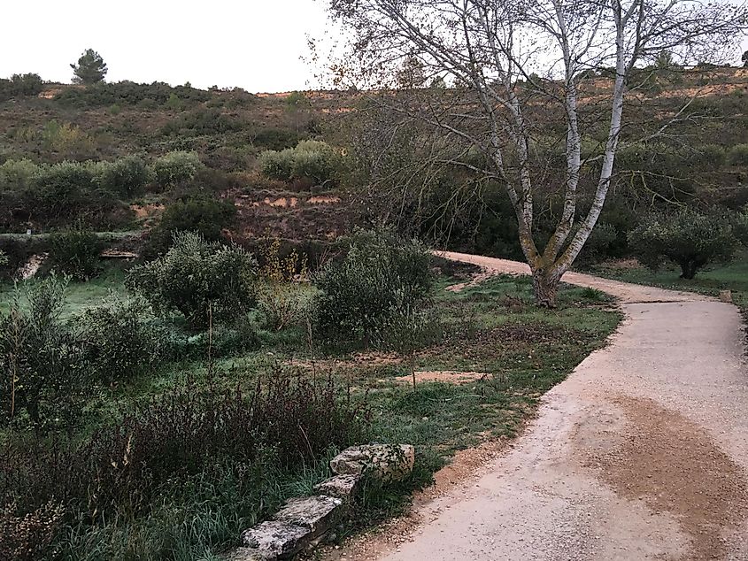 A wide hiking trail rounds a forested bend on the Camino Frances. 