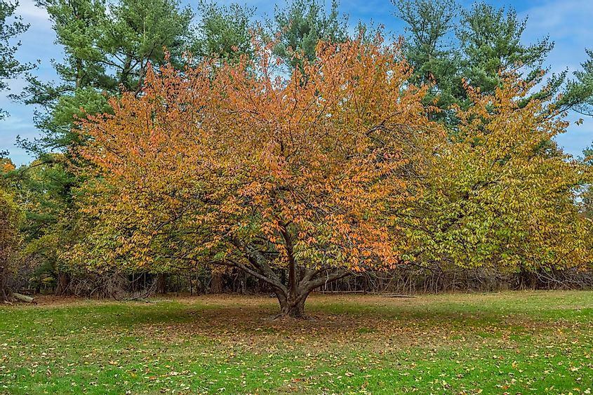 A colorful autumn tree in the Bliss Price Arboretum in Eatontown, New Jersey
