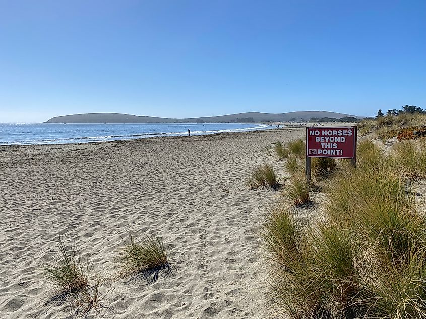 A wide sandy beach with grassy fringes, with a red sign stating "No Horses Beyond This Point"