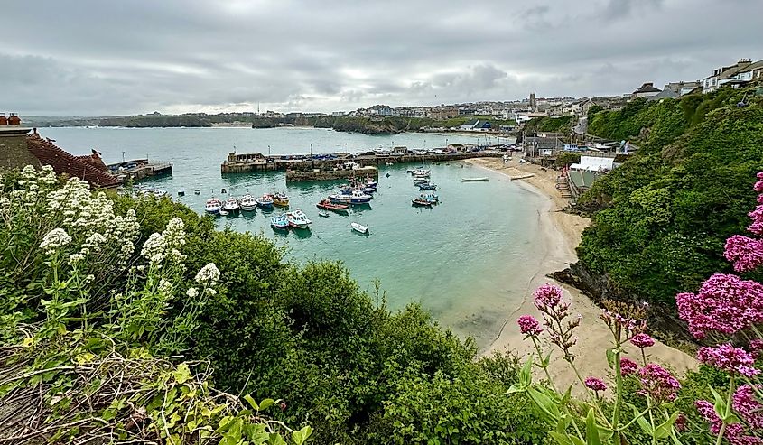 View of Newquay Harbour from behind some wildflowers up a hill.