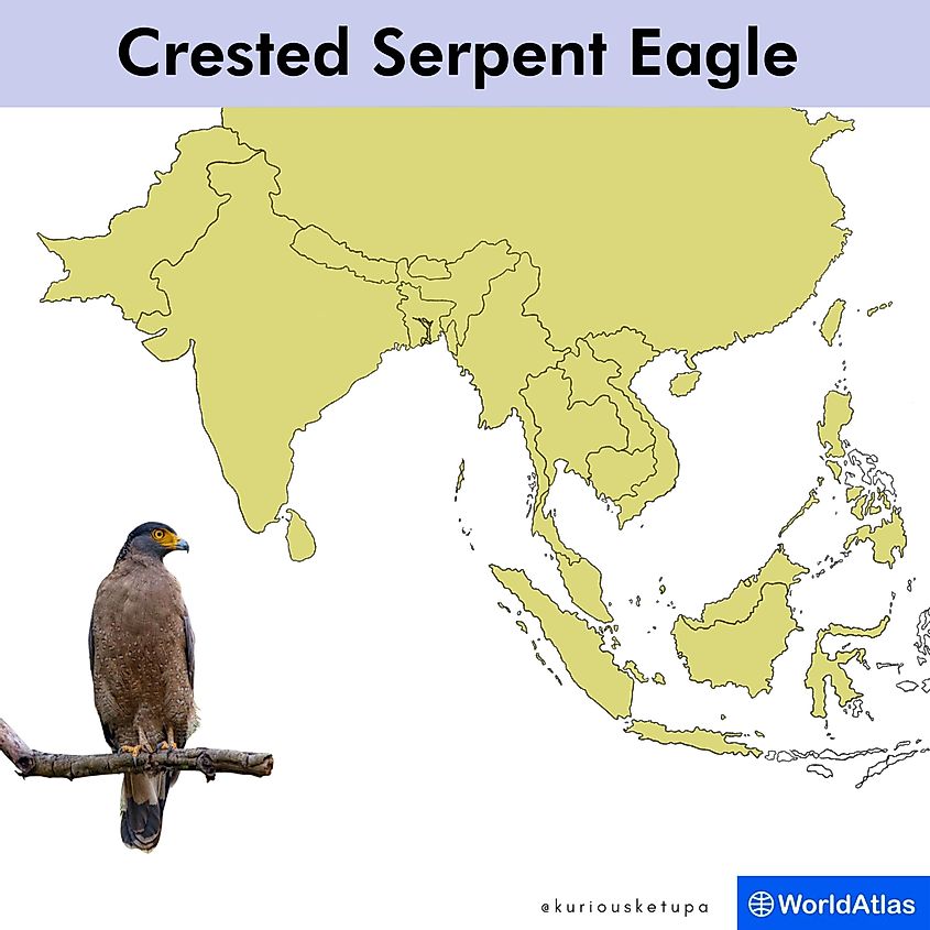Crested serpent eagle distribution map