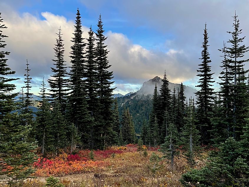 Mount Rainier National Park, Washington.