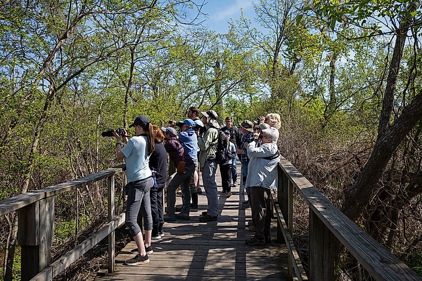Birdwatchers photographing migratory birds in Magee Marsh, Ohio