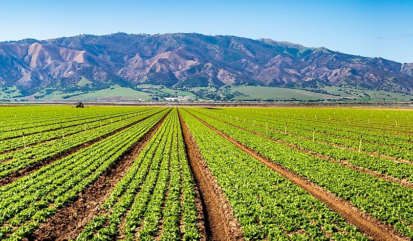 Lettuce crops in the Salinas Valley of central California, an agricultural hub for harvest and worldwide distribution.