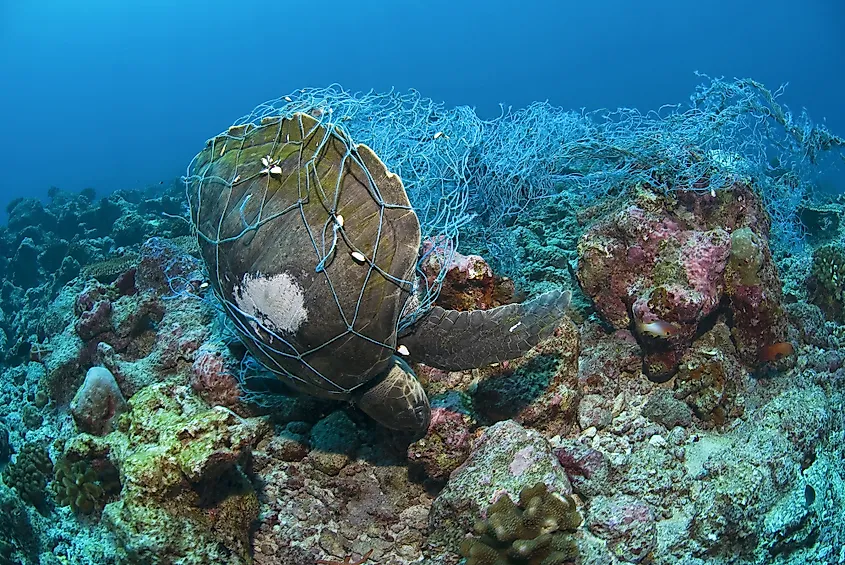 Bycatch turtle trapped in fishing net