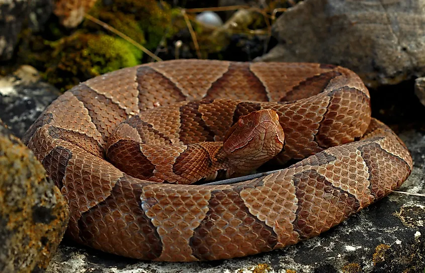 A beautiful eastern copperhead snake