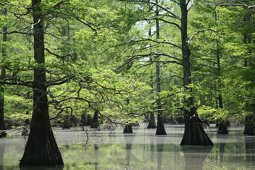 Big Lake National Wildlife Refuge in Arkansas