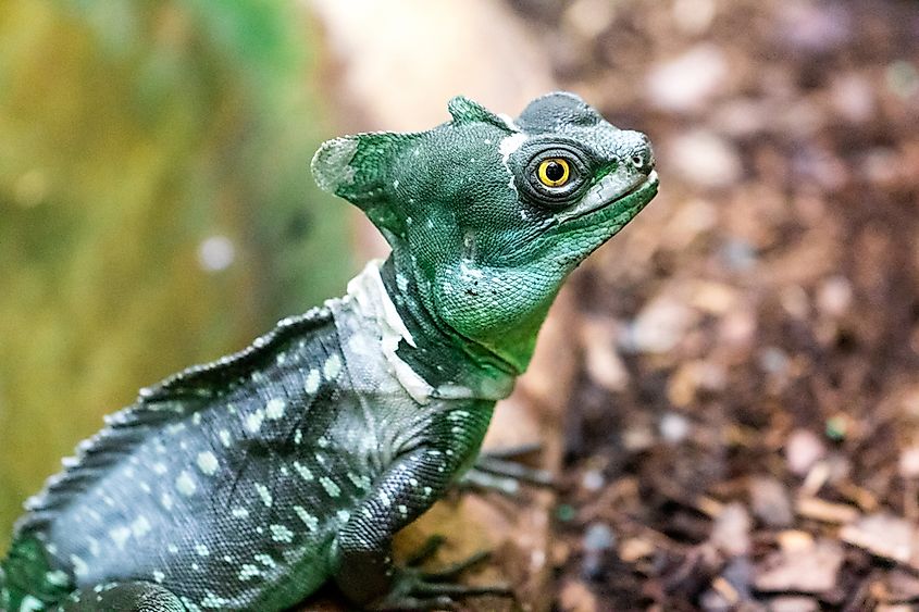 What Animals Live In The Amazon Rainforest WorldAtlas