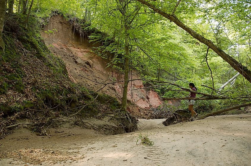 A hiker on a wooded trail at Tunica Hills Wildlife Management Area in summer.