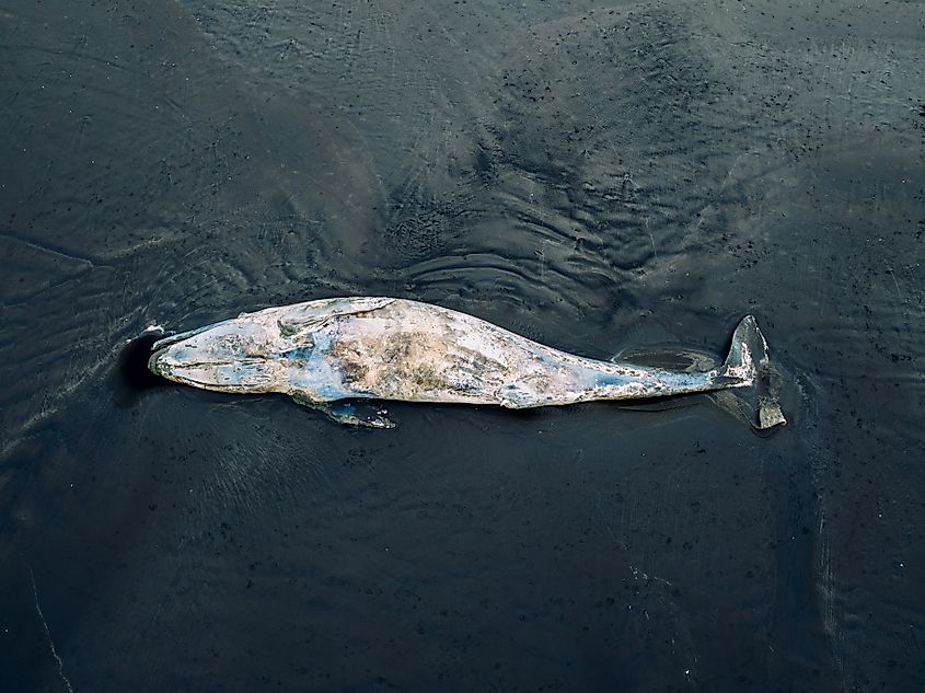 Dead Gray Whale