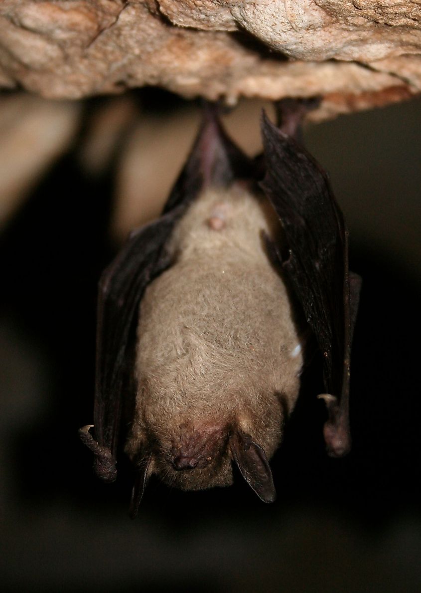 A gray bat hanging in a cave.