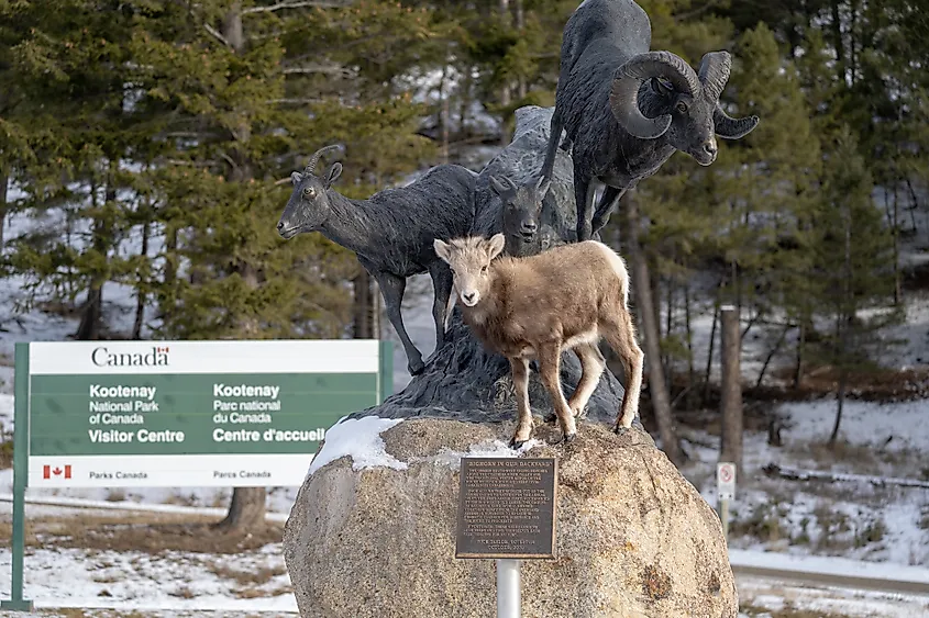 Kootenay wildlife