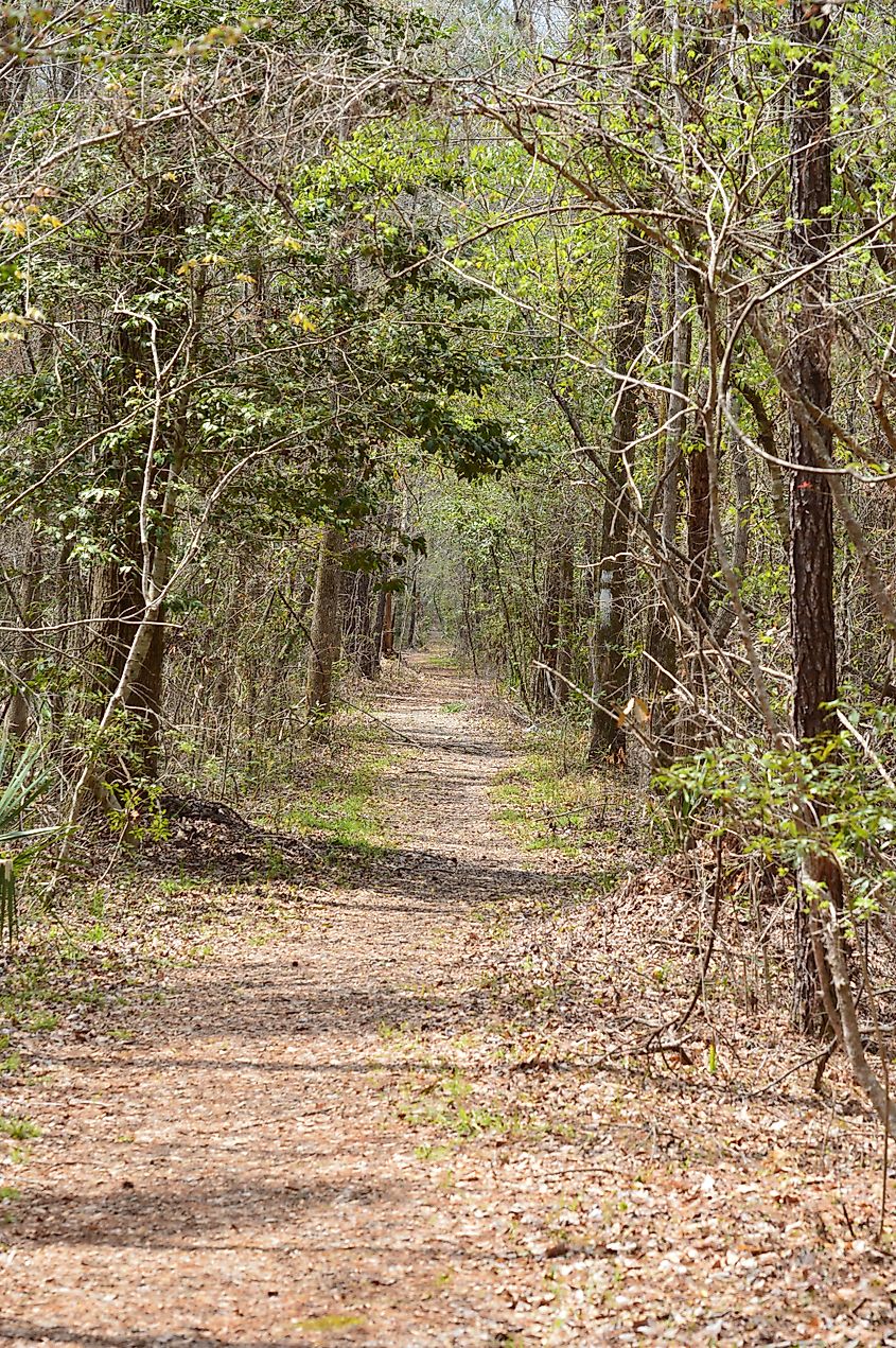 Walking Trail in Francis Marion National Forest in Mount Pleasant, SC. 
