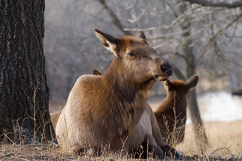 Elk herd in Ashland, Nebraska.