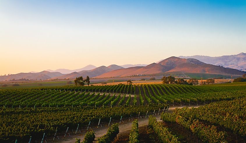 A vineyard in Santa Ynez, California.