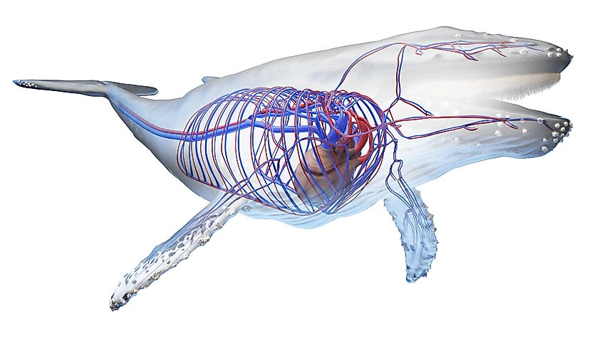 3D-rendered medical illustration of the whale anatomy - the vascular system