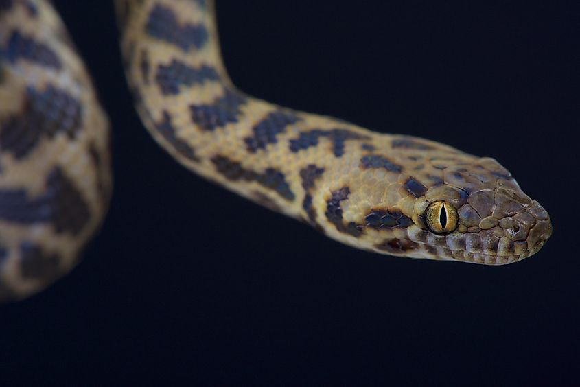 A spotted python, native to Australia.