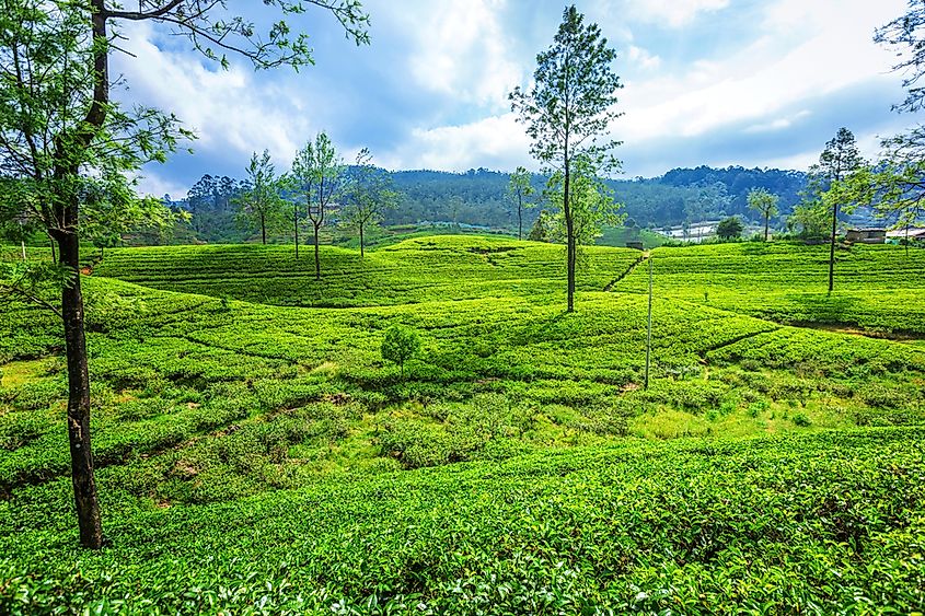 What Was Ceylon? - WorldAtlas