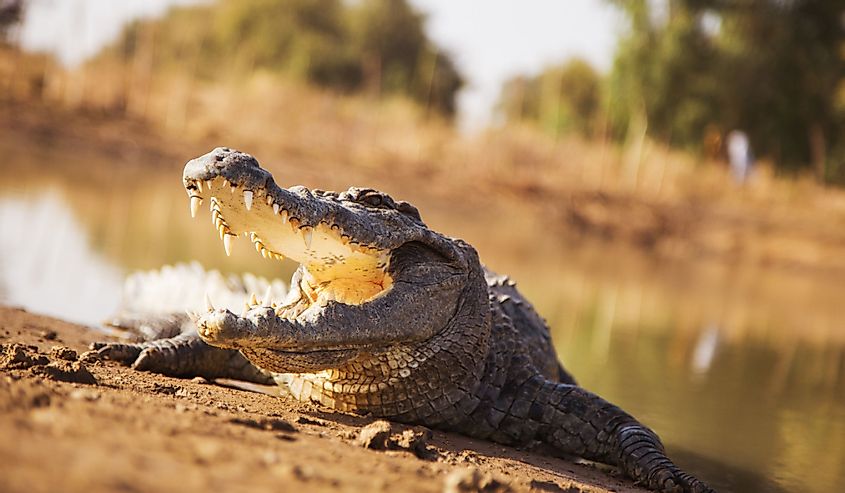 Jaws of crocodile in Nigeria