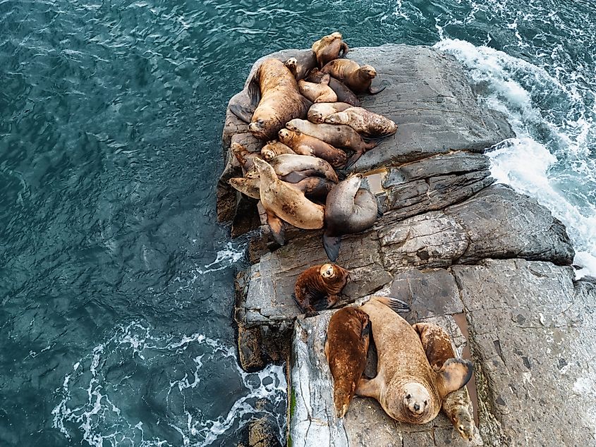 A colony of Steller sea lions crowds a rocky rookery as waves break around the island in the Pacific near the Kamchatka Peninsula.