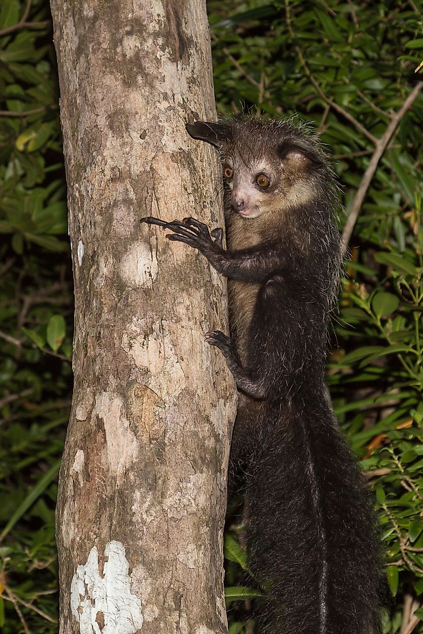 An aye-aye climbing a tree.