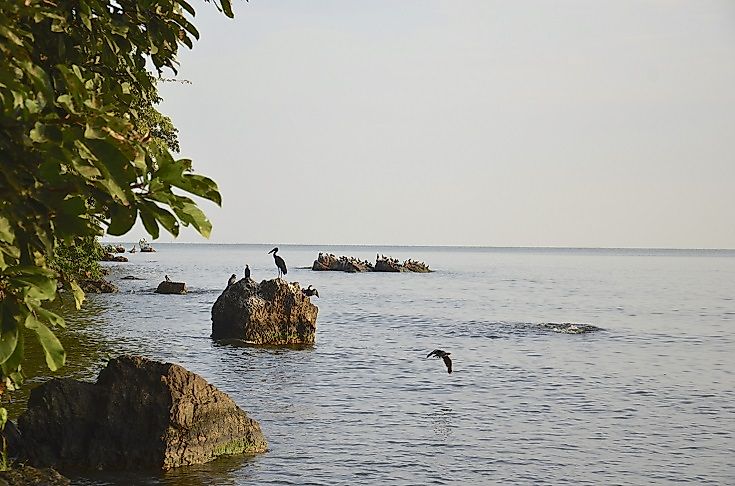 Birds on rocks along the Lake Victoria shoreline in Rubondo Island National Park, Tanzania